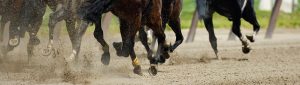 Equestrian Dust Control