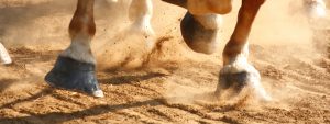 Equestrian Dust Control